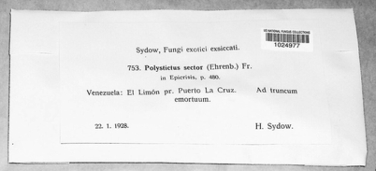 Polystictus sector image